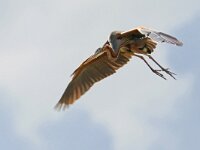 Ardea purpurea 30, Purperreiger, Saxifraga-Mark Zekhuis