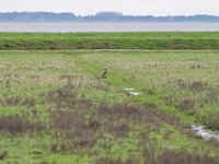 Asio flammeus 28, Velduil, Saxifraga-Tom Heijnen