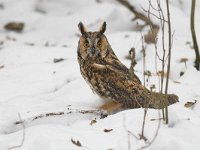 Asio otus 12, Ransuil, Saxifraga-Martin Mollet