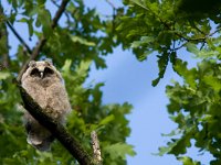 Asio otus 32, Ransuil, Saxifraga-Jelmer Reyntjes : Asio otus, Hortobagy, Hortobágy, Hungary, hongarije, jong, juveniel, kuiken, ransuil, roofvogel, uil