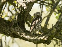 Athene noctua 10, Steenuil, adult, Saxifraga-Theo Verstrael
