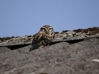 Athene noctua 113, Steenuil, Saxifraga-Luuk Vermeer