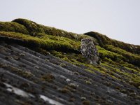 Athene noctua 119, Steenuil, Saxifraga-Luuk Vermeer