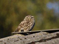 Athene noctua 120, Steenuil, Saxifraga-Luuk Vermeer