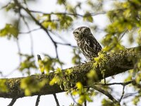 Athene noctua 131, Steenuil, adult, Saxifraga-Theo Verstrael