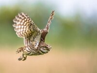 Little Owl flying on blurred background  Little Owl (Athene noctua) nocturnal bird flying at dawn hunting for prey on Belgian countryside in Flanders : Belgium, Netherlands, africa, air, animal, asia, athene, background, barn, bif, bird, color, comic, copyspace, countryside, cute, europe, european, eye, fauna, flanders, flight, fly, flying, forest, france, green, hunter, hunting, landing, little, looking, mid, nature, noctua, nocturnal, of, owl, owls, predator, prey, raptor, rural, small, summer, tiny, wild, wildlife, woodland