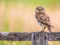 Little Owl perched on log  Little Owl (Athene noctua) nocturnal bird perched on log and looking at camera : Belgium, Netherlands, animal, athene, background, bird, birdwatching, black, brown, closeup, copyspace, countryside, cute, europe, european, eye, farm, farmland, fauna, fence, gate, green, landscape, little, log, looking, nails, nature, noctua, nocturnal, one, owl, portrait, post, predator, prey, rural, small, standing, summer, timber, uk, white, wild, wildlife, wood, wooden, yellow