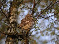 Athene noctua 48, Steenuil, Saxifraga-Luuk Vermeer