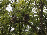 Athene noctua 50, Steenuil, Saxifraga-Luuk Vermeer