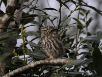 Athene noctua 51, Steenuil, Saxifraga-Luuk Vermeer