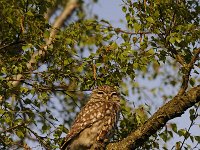 Athene noctua 58, Steenuil, Saxifraga-Luuk Vermeer