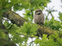 Athene noctua 6, Steenuil, adult, Saxifraga-Theo Verstrael