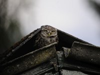 Athene noctua 61, Steenuil, Saxifraga-Luuk Vermeer