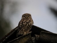 Athene noctua 63, Steenuil, Saxifraga-Luuk Vermeer