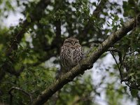 Athene noctua 75, Steenuil, Saxifraga-Luuk Vermeer