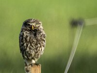 Athene noctua 9, Steenuil, adult, Saxifraga-Theo Verstrael