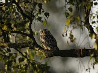 Athene noctua 91, Steenuil, Saxifraga-Luuk Vermeer