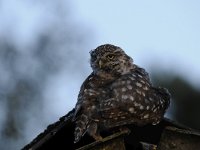 Athene noctua 95, Steenuil, Saxifraga-Luuk Vermeer