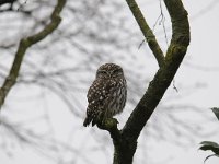 Athene noctua 96, Steenuil, Saxifraga-Luuk Vermeer