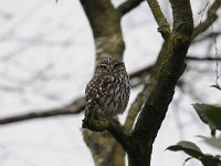 Athene noctua 97, Steenuil, Saxifraga-Luuk Vermeer