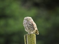 Athene noctua 99, Steenuil, Saxifraga-Luuk Vermeer