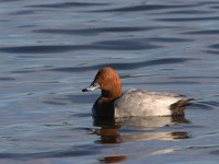 Tafeleend, Pochard  Tafeleend, Pochard : Aythya ferina, Breedewater, Pochard, Tafeleend, Voornes Duin, bird, common pochard, duck, eend, vogel, water