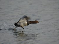 Aythya ferina 14, male, Tafeleend, Saxifraga-Piet Munsterman