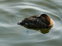 Aythya ferina 5, female, Tafeleend, Saxifraga-Piet Munsterman