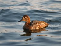 Aythya ferina 6, female, Tafeleend, Saxifraga-Piet Munsterman