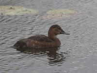 Aythya ferina 7, female, Tafeleend, Saxifraga-Luc Hoogenstein