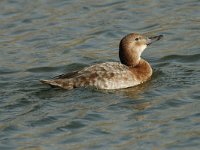 Aythya ferina 8, female, Tafeleend, Saxifraga-Jan van der Straaten