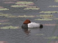 Aythya ferina 9, male, Tafeleend, Saxifraga-Luc Hoogenstein