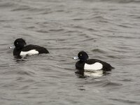 Aythya fuligula 106, Kuifeend, adult male, Saxifraga-Theo Verstrael
