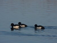 Aythya fuligula 109, Kuifeend, Saxifraga-Jan Nijendijk