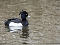 Aythya fuligula 110, Kuifeend, adult male, Saxifraga-Theo Verstrael
