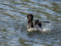 Aythya fuligula 113, Kuifeend, adult male, Saxifraga-Theo Verstrael