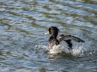 Aythya fuligula 114, Kuifeend, adult male, Saxifraga-Theo Verstrael