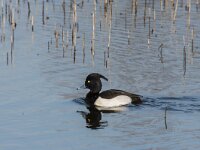 Aythya fuligula 120, Kuifeend, adult male, Saxifraga-Theo Verstrael