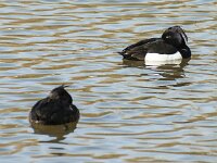 Aythya fuligula 121, Kuifeend, adult pair, Saxifraga-Theo Verstrael