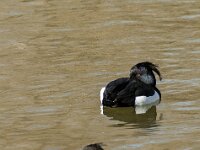 Aythya fuligula 122, Kuifeend, adult pair, Saxifraga-Theo Verstrael
