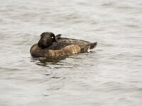 Aythya fuligula 124, Kuifeend, adult female, Saxifraga-Theo Verstrael