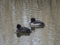 Aythya fuligula 127, Kuifeend, adult female, Saxifraga-Theo Verstrael