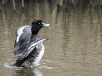 Aythya fuligula 130, Kuifeend, adult female, Saxifraga-Theo Verstrael