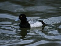 Aythya marila 2, Topper, Saxifraga-Piet Munsterman