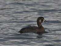 Aythya marila 3, Topper, Saxifraga-Peter Stein