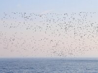 Aythya marila 6, Topper, Saxifraga-Bart Vastenhouw