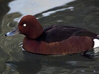 Aythya nyroca 13, Witoogeend, Saxifraga-Bart Vastenhouw