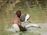 Aythya nyroca 17, Witoogeend, adult, male, Saxifraga-Theo Verstrael