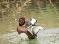 Aythya nyroca 19, Witoogeend, adult, male, Saxifraga-Theo Verstrael