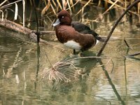Aythya nyroca 24, Witoogeend, adult, male, Saxifraga-Theo Verstrael